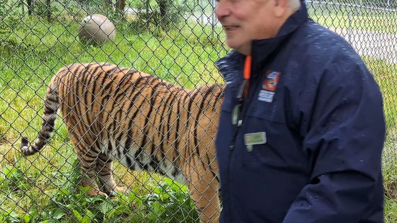 This North Carolina Sanctuary Gives Rescued Tigers A Permanent Home And Only Lets Visitors Inside On Guided Tours - Decor Hint Guided Tours Are The Only Way Visitors Can See The Animals