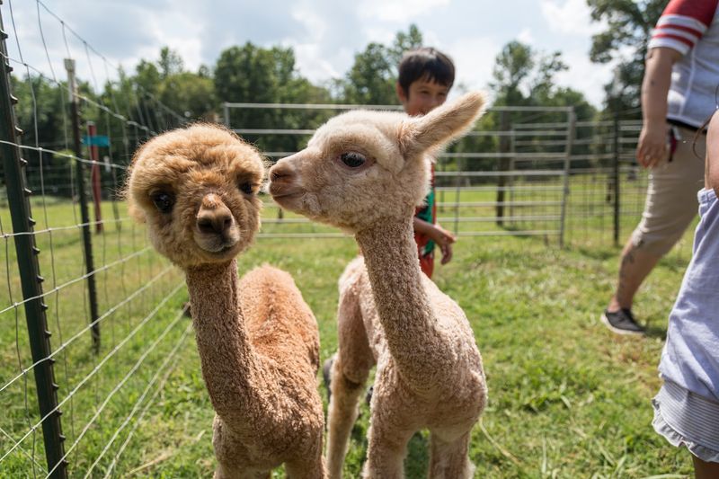 This Adorable North Carolina Farm Offers Scenic Walks With Friendly Alpacas - Decor Hint Let Younger Visitors Enjoy The Farm's Play Area