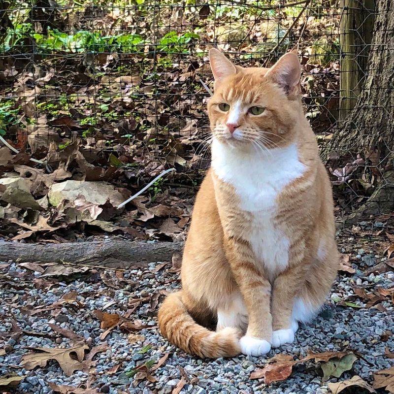See How A Cage-Free Setting Gives Nervous Cats Room To Heal