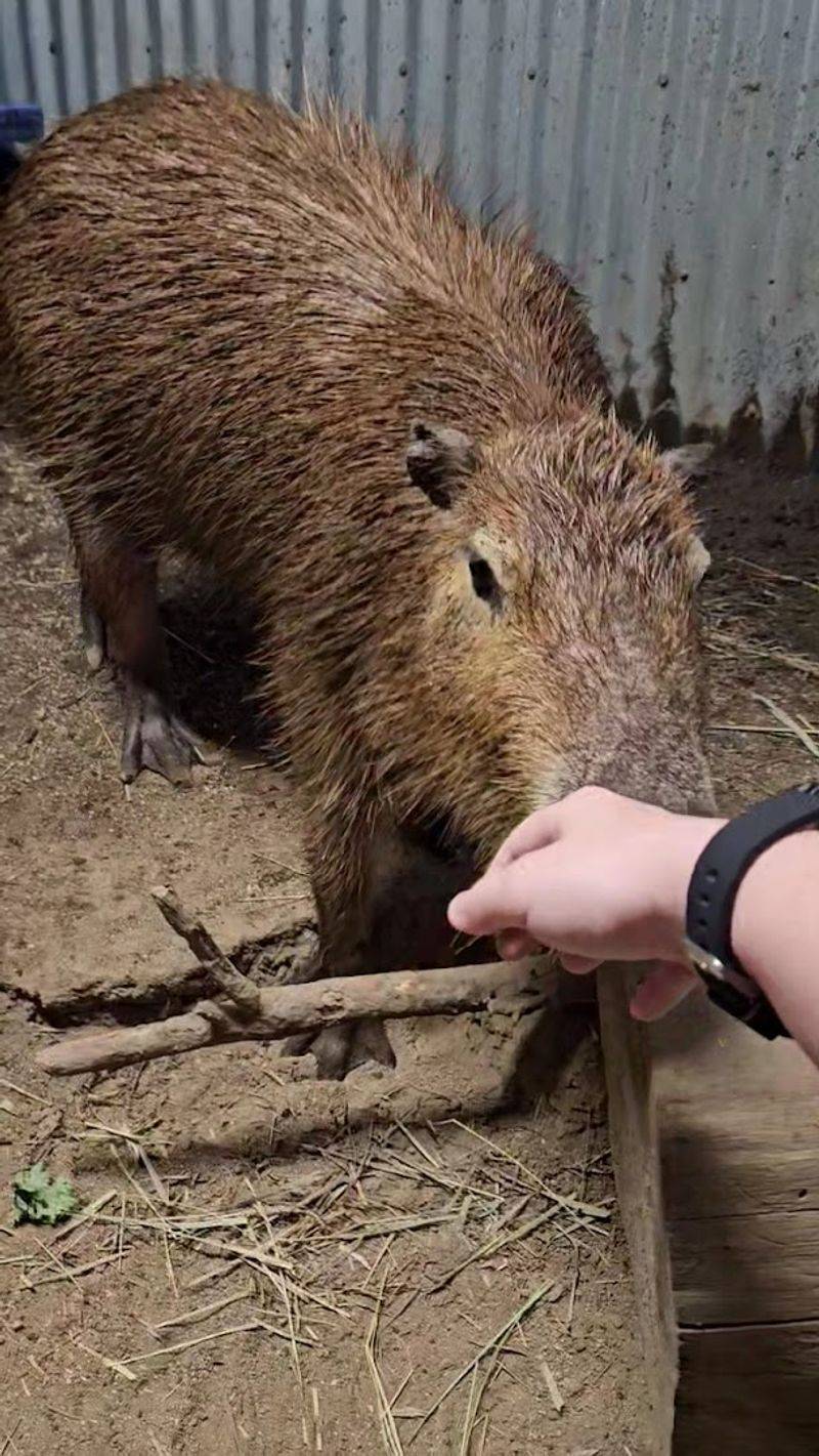 Carlito The Capybara