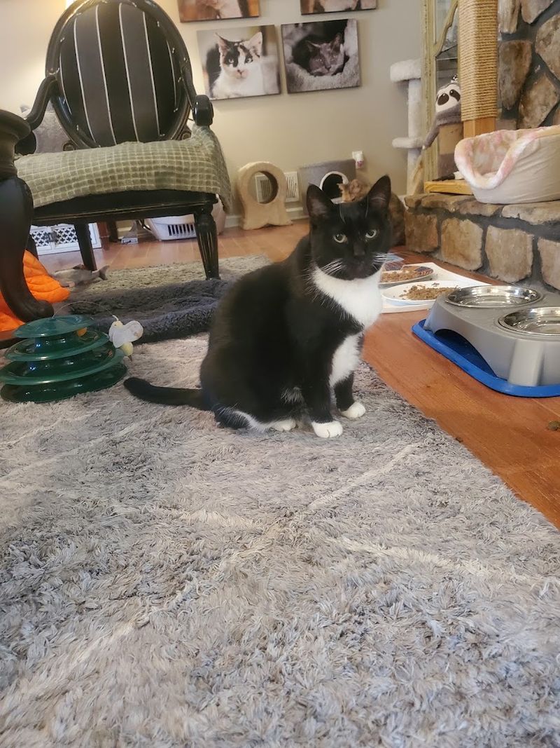 The Cats That Deserve A Second Look
