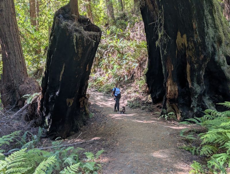 Headlands Trail, Russian Gulch State Park