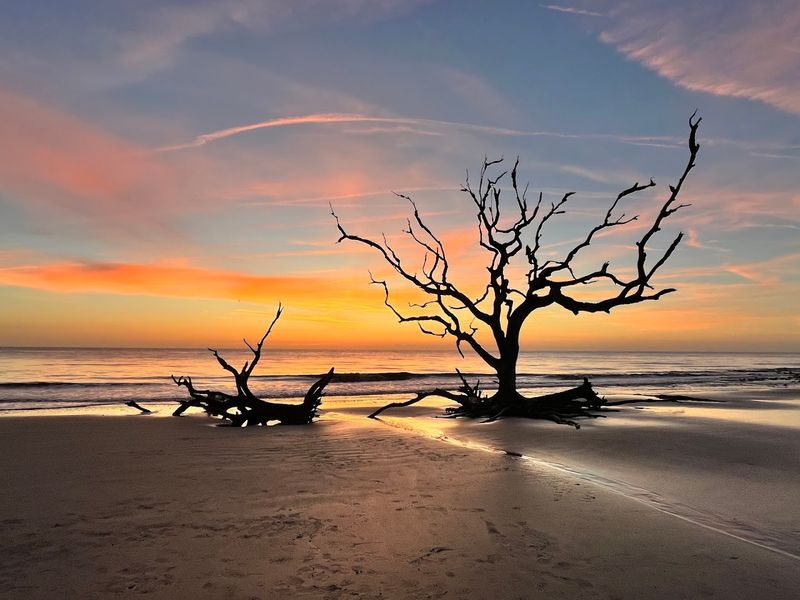 Driftwood Beach, Jekyll Island