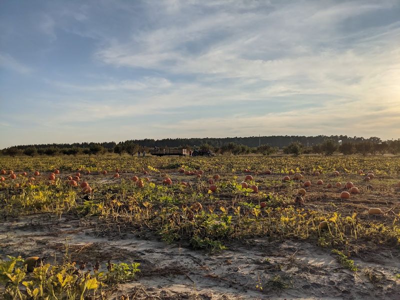 Kalawi Farm
