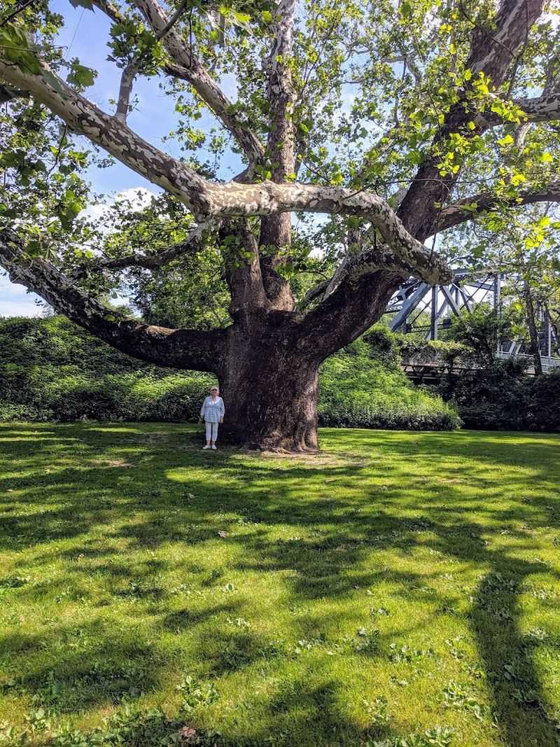 Pinchot Sycamore Park, Simsbury