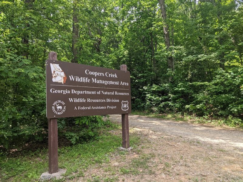 10 Best Stargazing Spots In Georgia Where August Nights Showcase The Full Milky Way - Decor Hint Cooper's Creek Wildlife Management Area