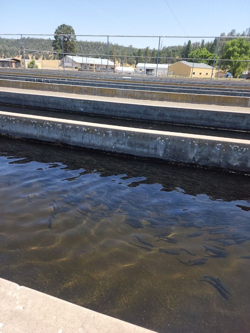Crystal Lake Hatchery, Baum Lake, Shasta County