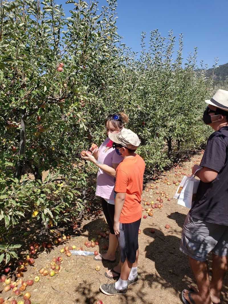 Apple Season Makes The Town Even Sweeter