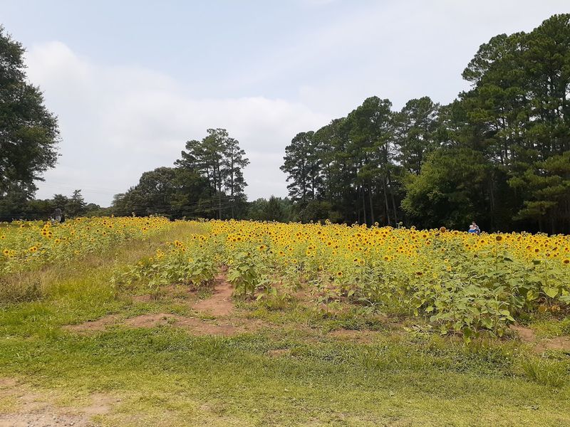 Lineberger's Maple Springs Farm