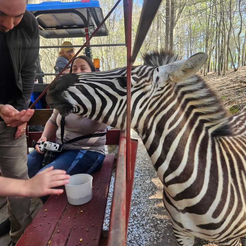 Briarwood Ranch Drive-Through Safari, Bybee