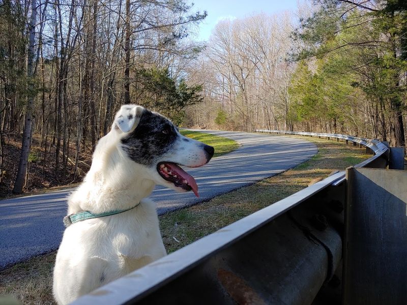 9 Kentucky Lake Parks And Waterfront Areas Your Pup Will Absolutely Love - Decor Hint Green River Lake State Park