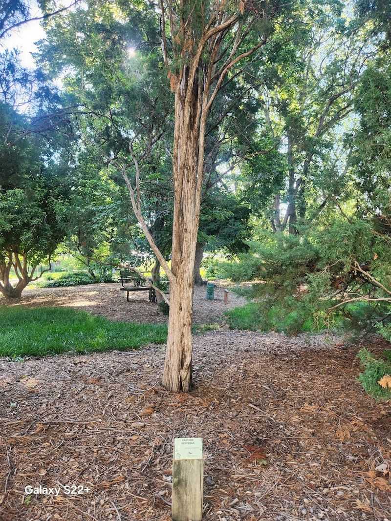 Rare Trees Make Every Bend Feel Different