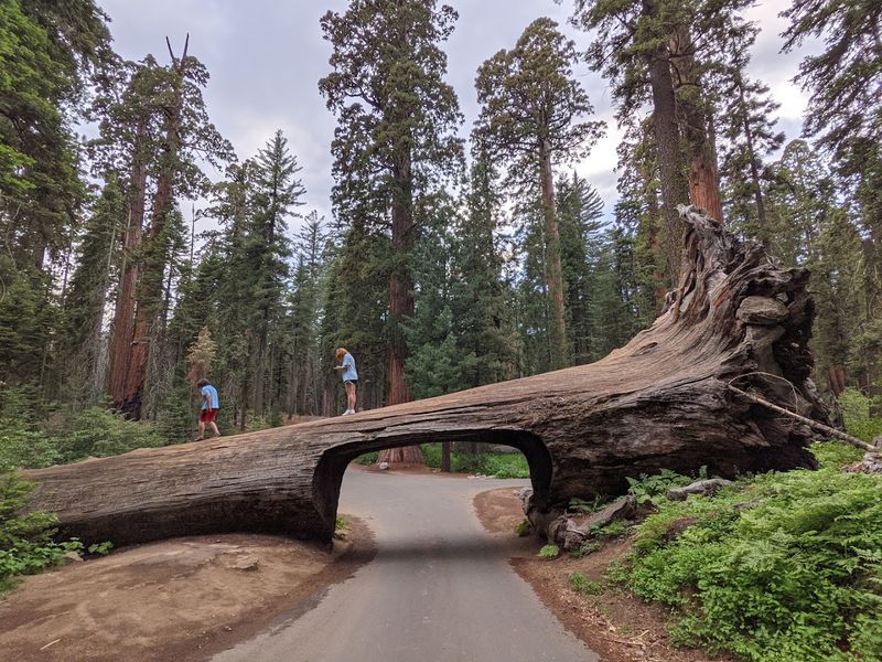 Tunnel Log Keeps The Giant Theme Going
