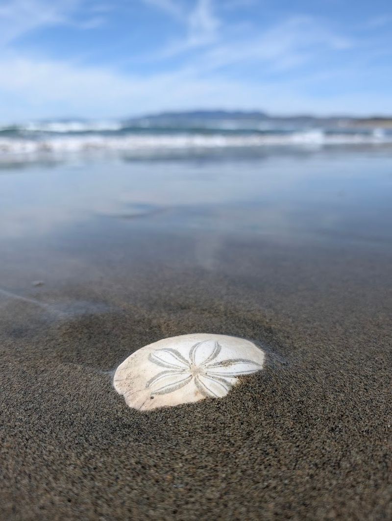 This San Francisco, California Beach Reveals A 19th-Century Clipper Shipwreck At Extremely Low Tide - Decor Hint The Ship Was Built Before The Civil War