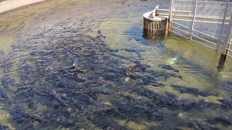 Feather River Fish Hatchery, Oroville