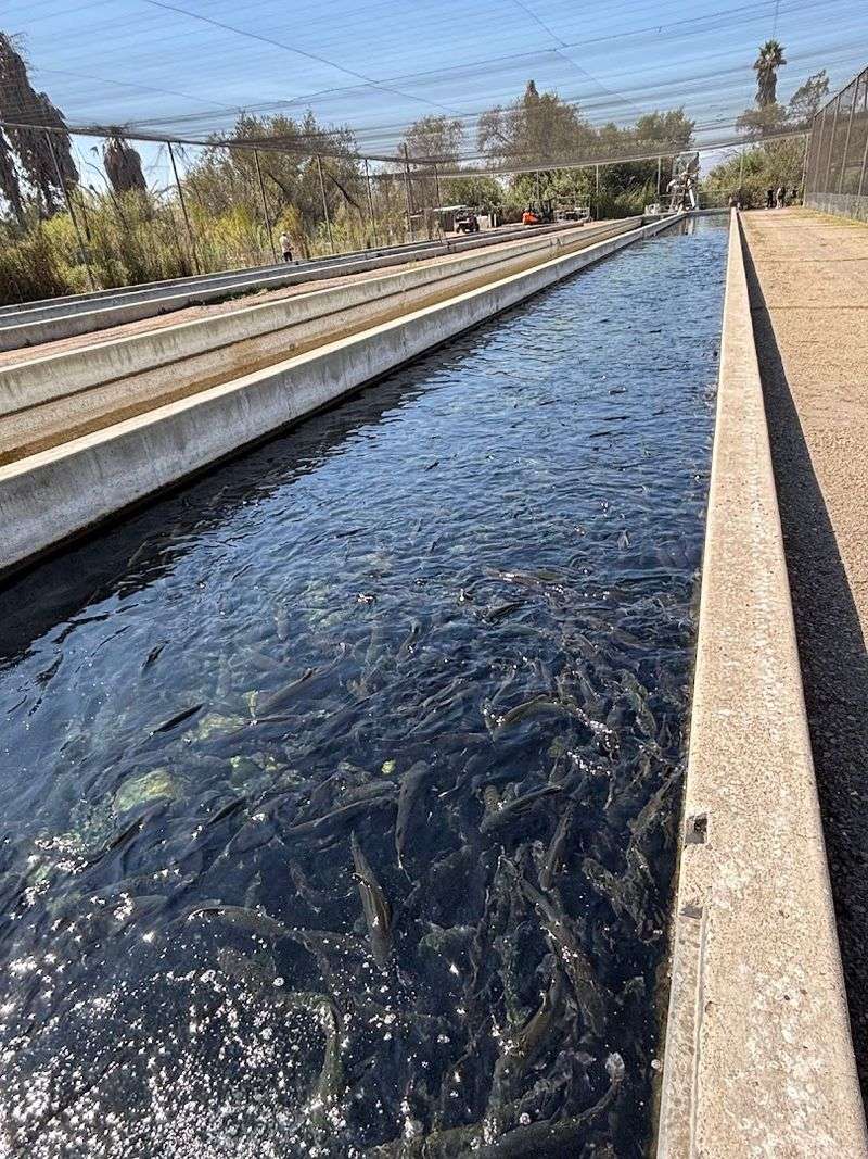Fillmore Fish Hatchery, Fillmore