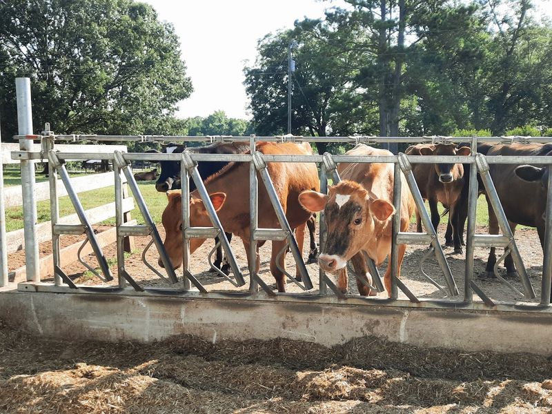 Rock House Creamery, Newborn