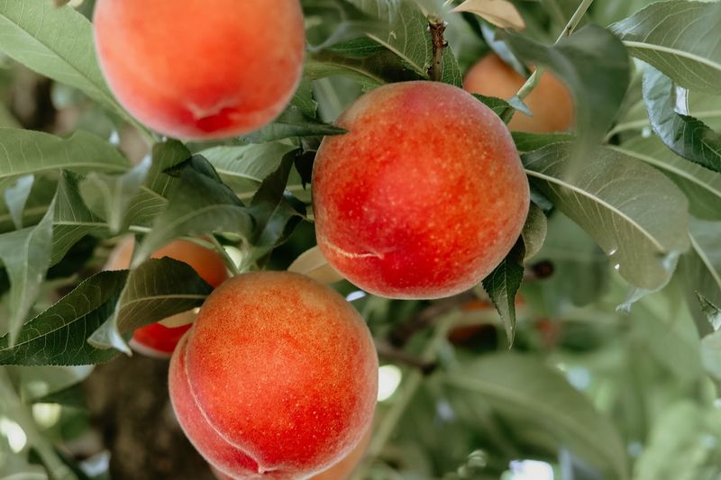 California Peach Season Is Here And These 10 Orchards Belong On Your Summer Road Trip - Decor Hint Friesen Family Farms, Kingsburg