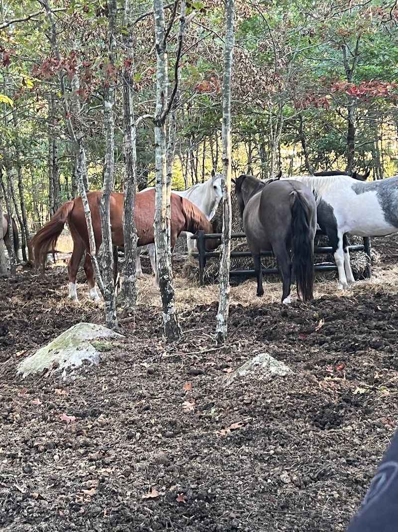Rescue Stories Behind The Herd