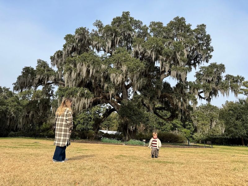 This Oak Turns A Quiet Walk Into A Wilmington Memory