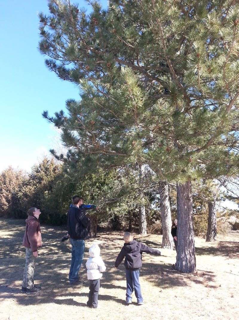 Nebraska's 10 Best Places To Hunt For Agates, Fossils, Petrified Wood, And Other Natural Treasures - Decor Hint Samuel R. McKelvie National Forest, Near Nenzel