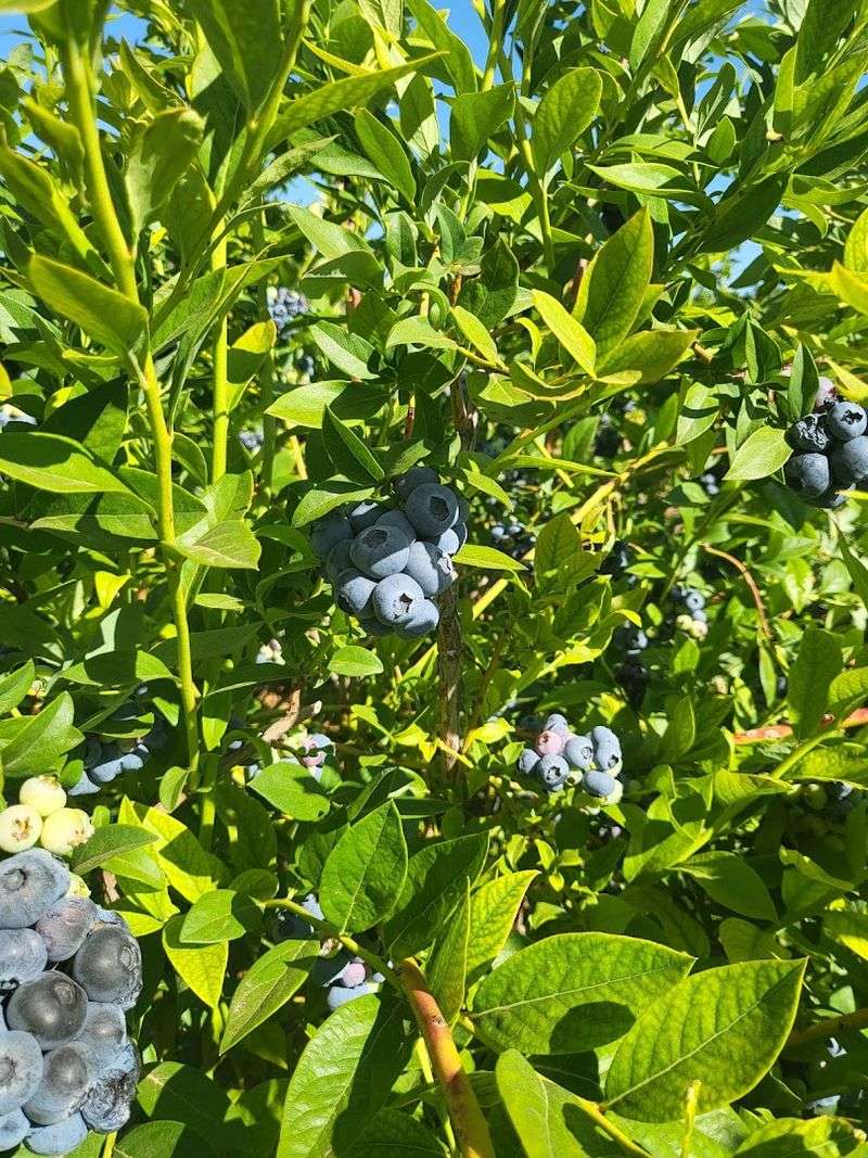The Farm Has Been Certified Organic Since 1993