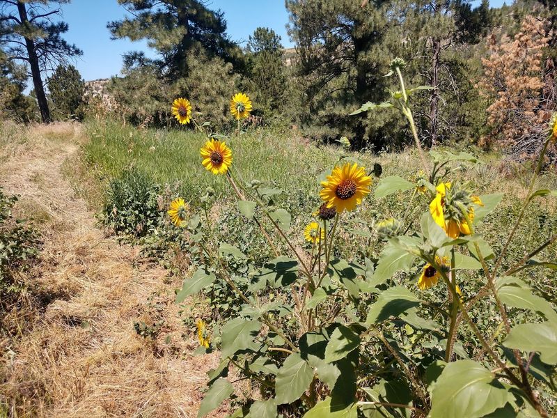 These 10 Nebraska Nature Escapes Come Alive With Wildflowers And Birds Every Summer - Decor Hint Wildcat Hills State Recreation Area & Nature Center, Gering