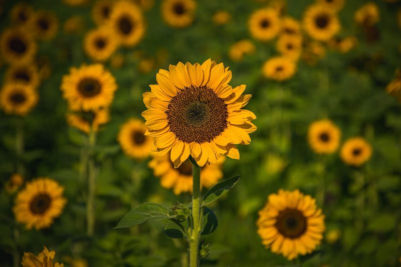 The Blooming Season Timing Is Everything