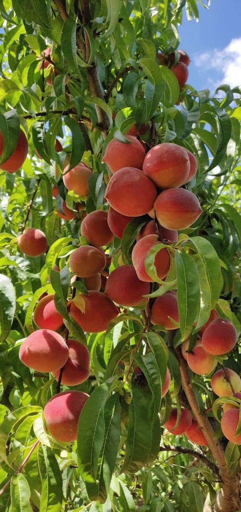 This Georgia Orchard Lets You Pick Juicy Asian Pears Straight From The Trees - Decor Hint Peaches And Nectarines Worth Every Drive