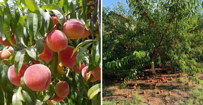 North Carolina Peach Season Has Arrived And These Orchards Deserve A Sunny Summer Drive