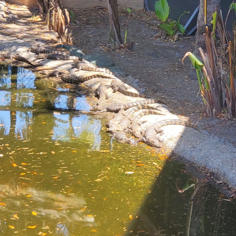 Baby Alligators, Birds, And Cats Make This Place Unforgettable