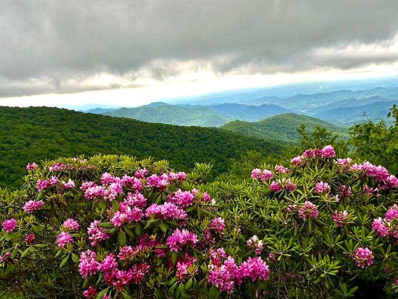 Time The Visit For Peak Pink Blooms