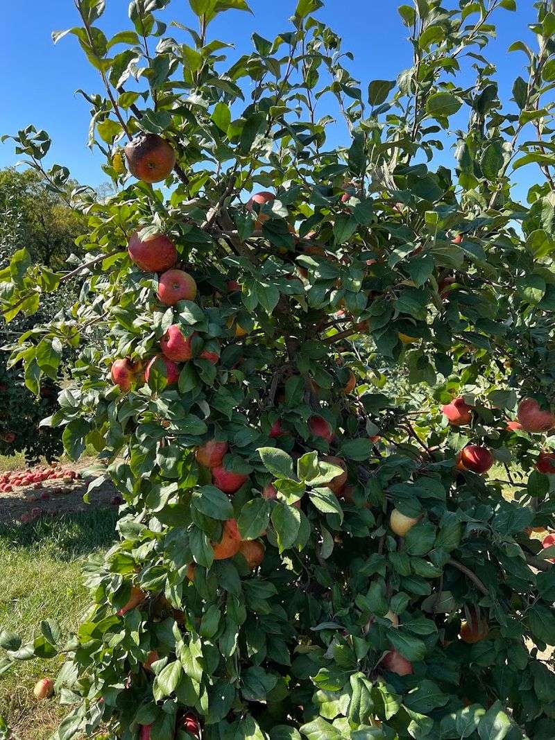Kimmel Orchard And Vineyard, Nebraska City