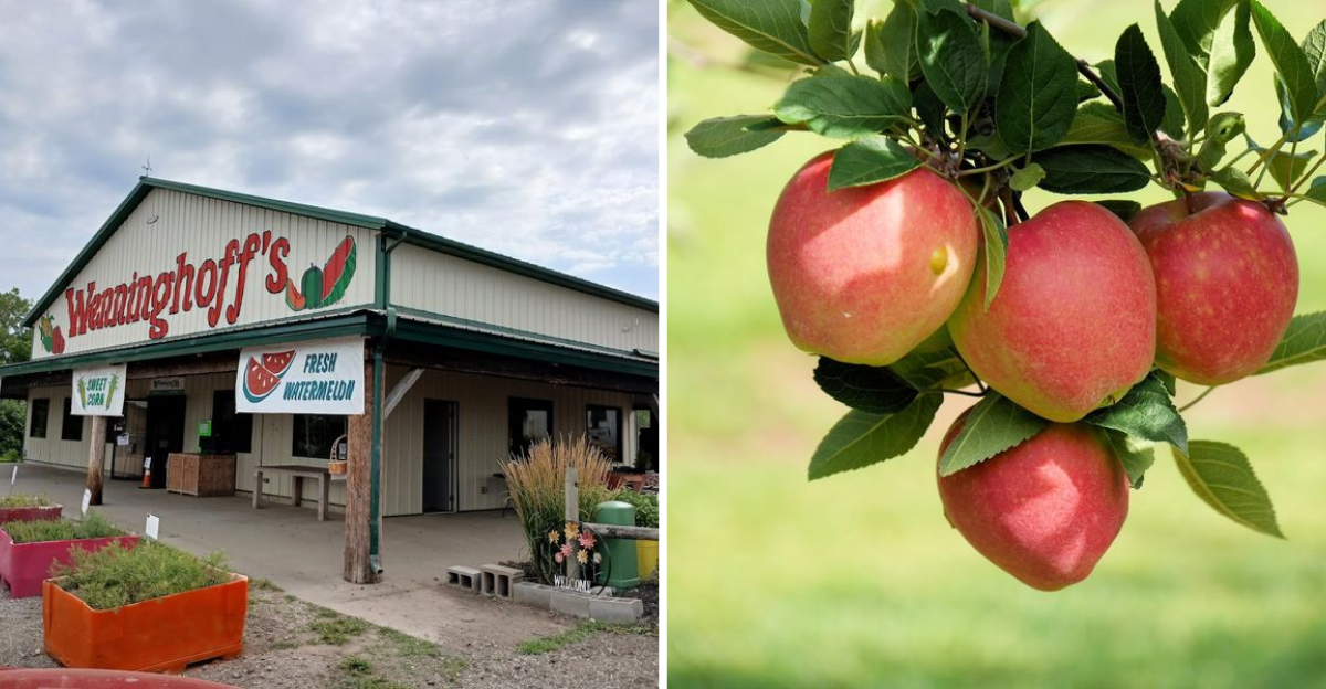 Now That Summer Season Is Here These 8 Nebraska Orchards Deserve A Visit - Decor Hint