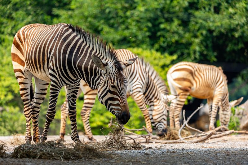 Louisville Zoo