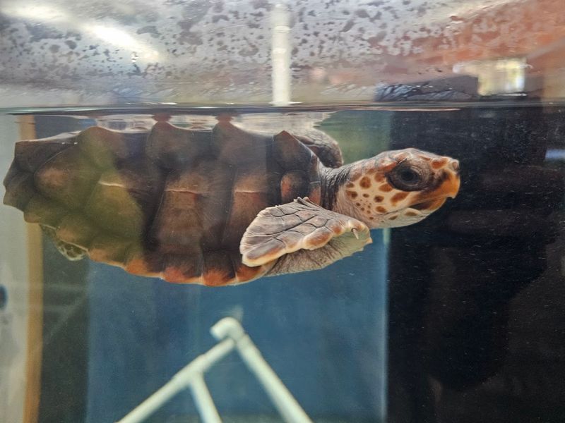 9 Wildlife Sanctuaries In Georgia That Let You Meet Animals Up Close - Decor Hint Georgia Sea Turtle Center, Jekyll Island