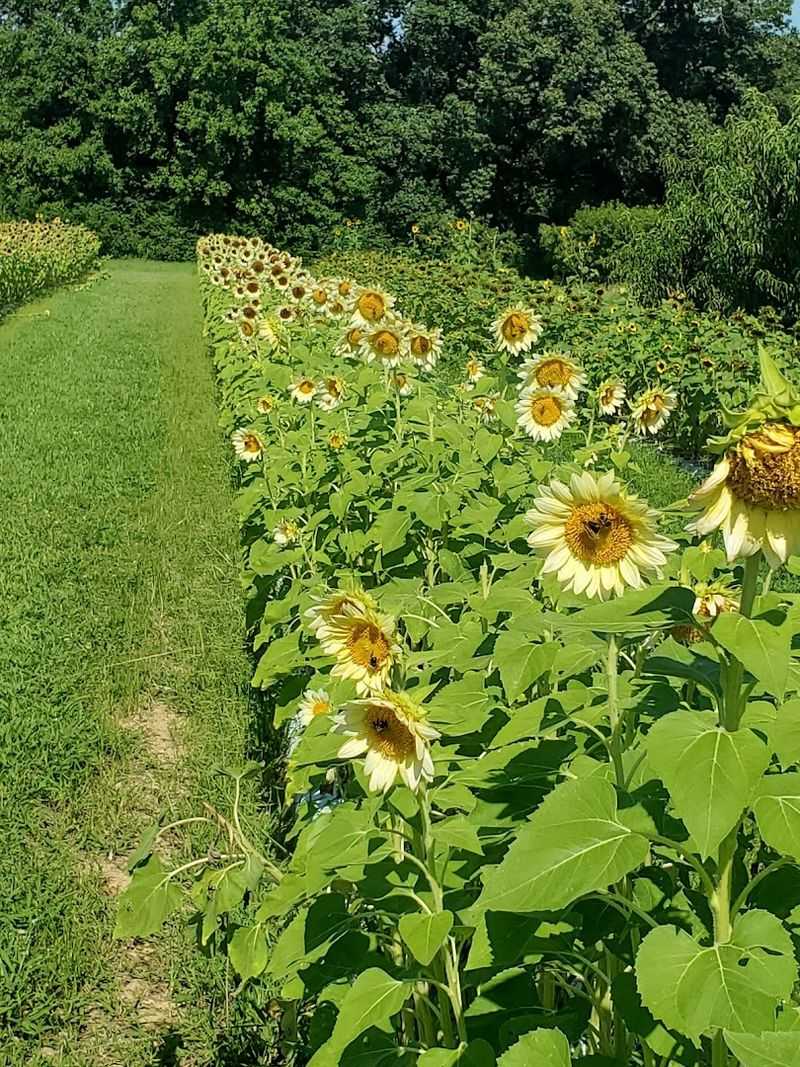 Millstone Creek Orchards