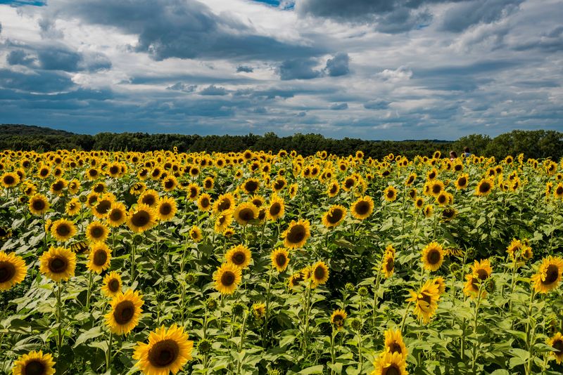 Monroe Sunflower Field