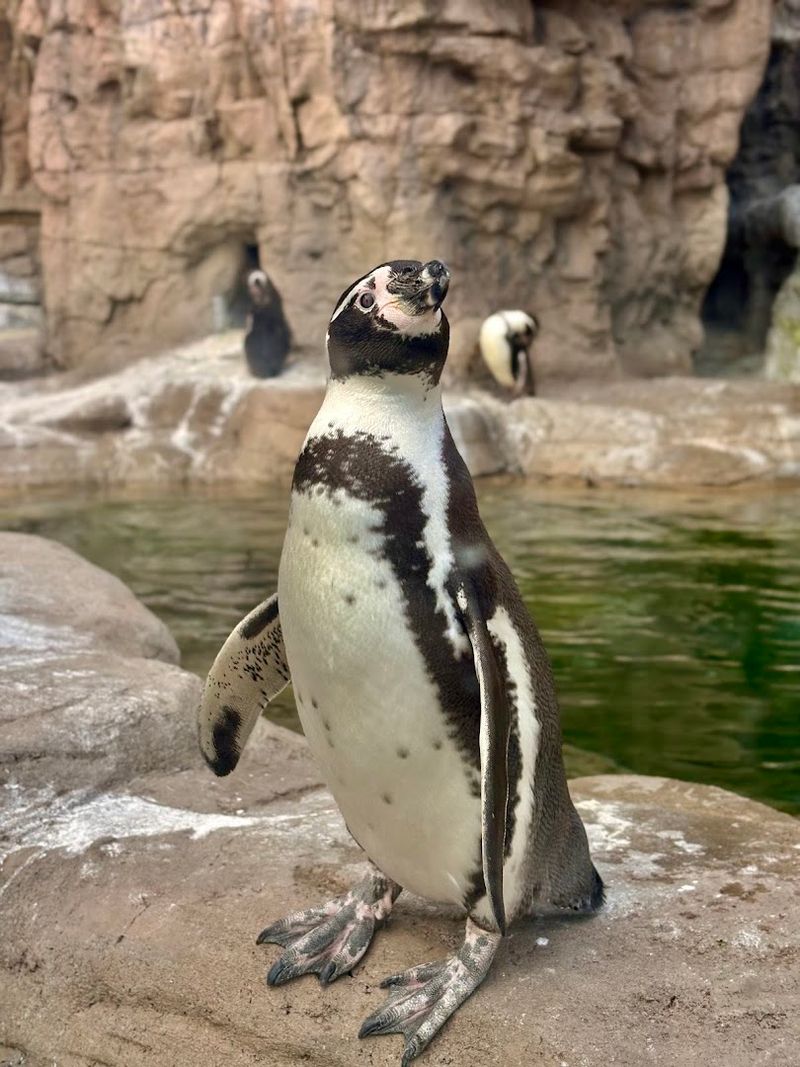 Saint Louis Zoo