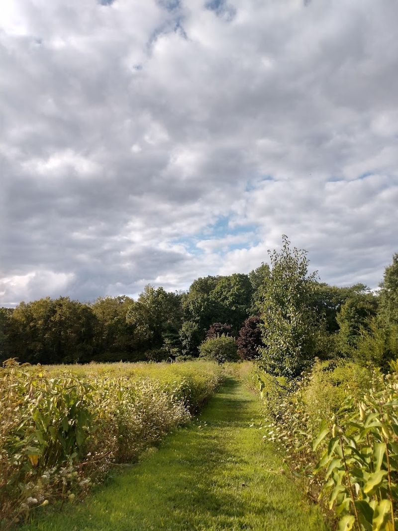 Woodlands Open Suddenly Into Wildflower Meadows
