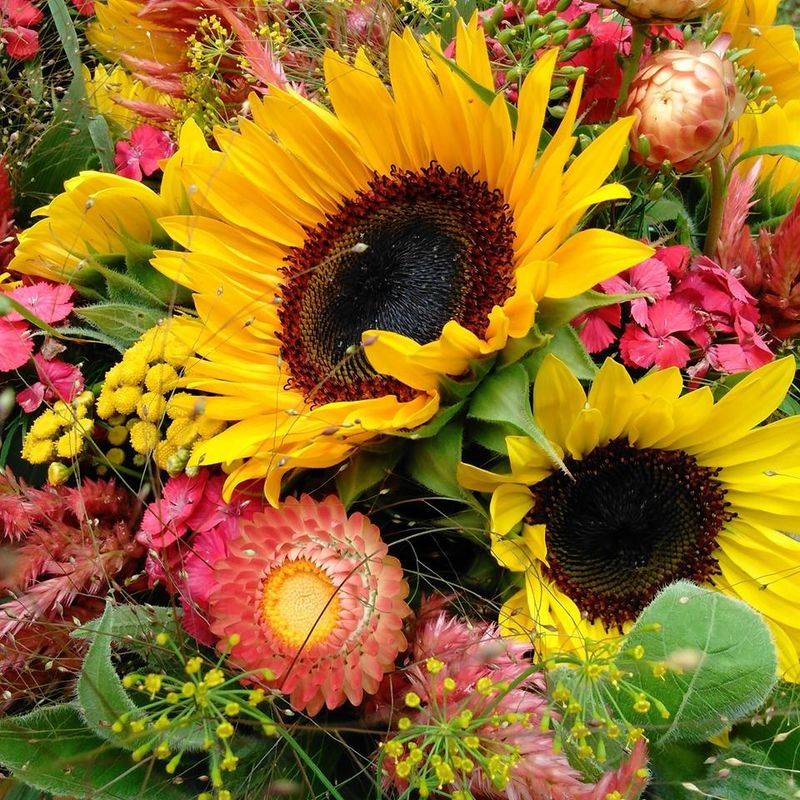 9 Sunflower Fields Throughout Georgia That Make Summer Road Trips Even Brighter - Decor Hint Whimsy Flower Farm, Blairsville