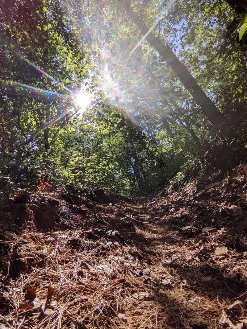 Peaceful Forest Setting