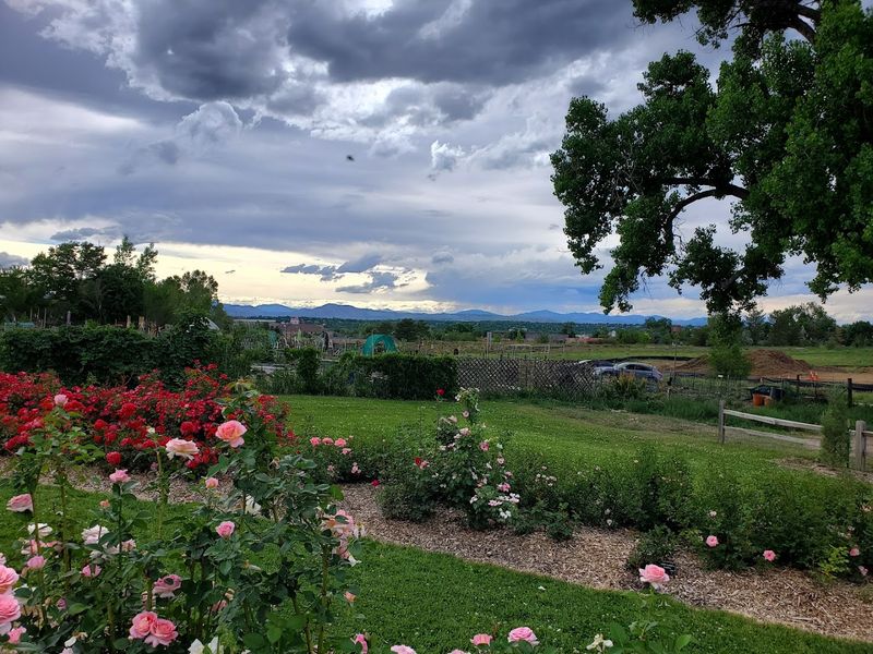 There Is A Beautiful Rose Garden In Colorado Most People Don't Know About - Decor Hint Perfect For Photos And Portraits