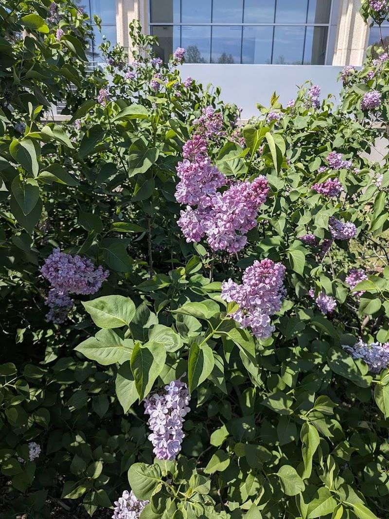 Viburnums Bring Flowers, Fruit, And Seasonal Color