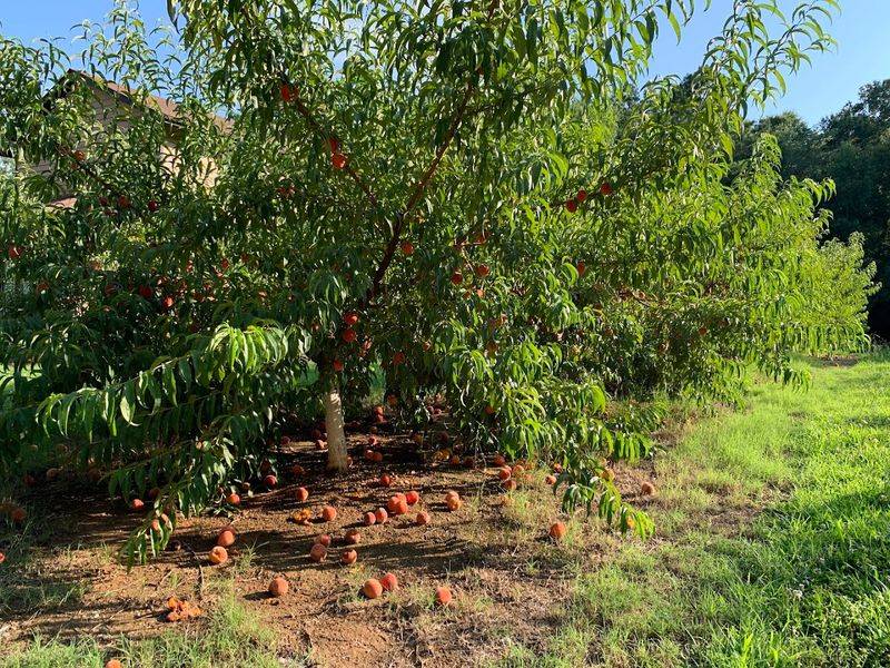 Lakeside Peach Orchard