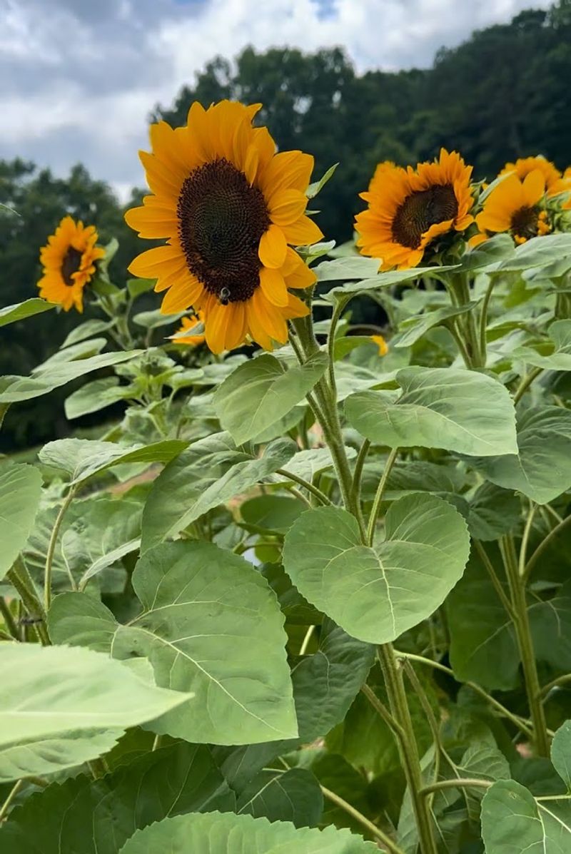 This Charming Georgia Farm Lets You Pick Fresh Flowers, Seasonal Produce, And Pure Country Peace - Decor Hint A Three-Generation Family Farm With Real Roots
