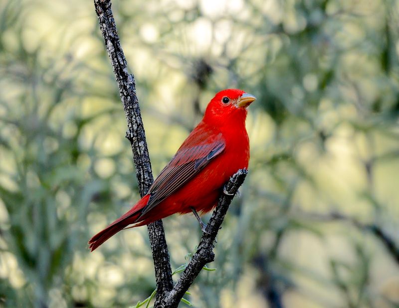 The Patagonia-Sonoita Creek Preserve