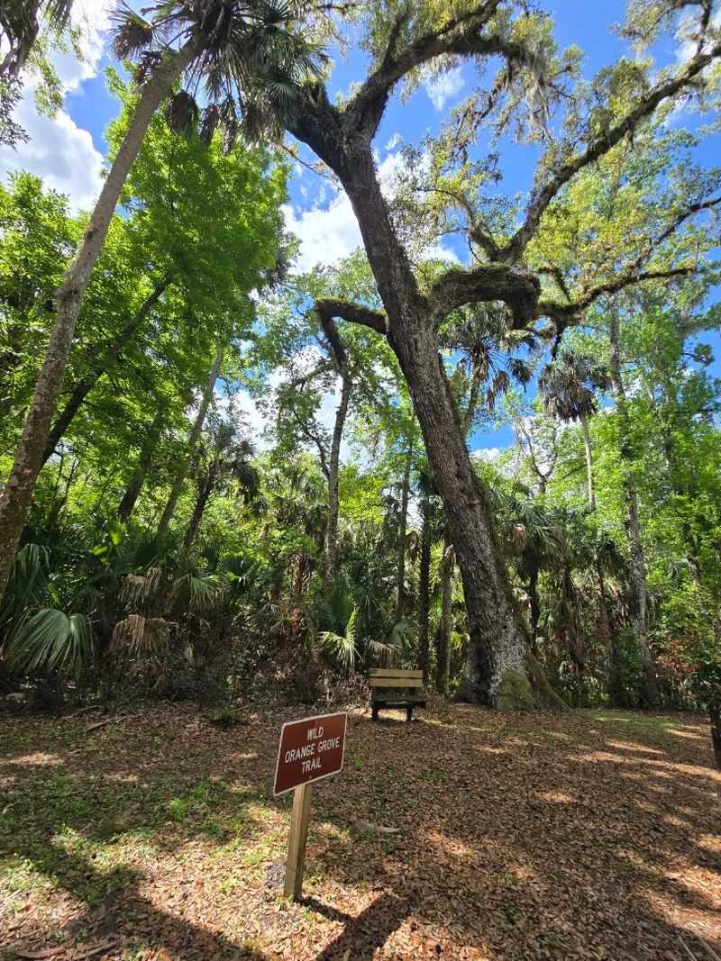 Highlands Hammock State Park, Sebring