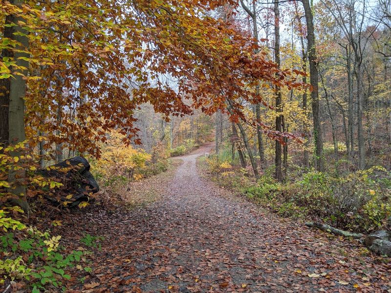 Scenic Walking Trails