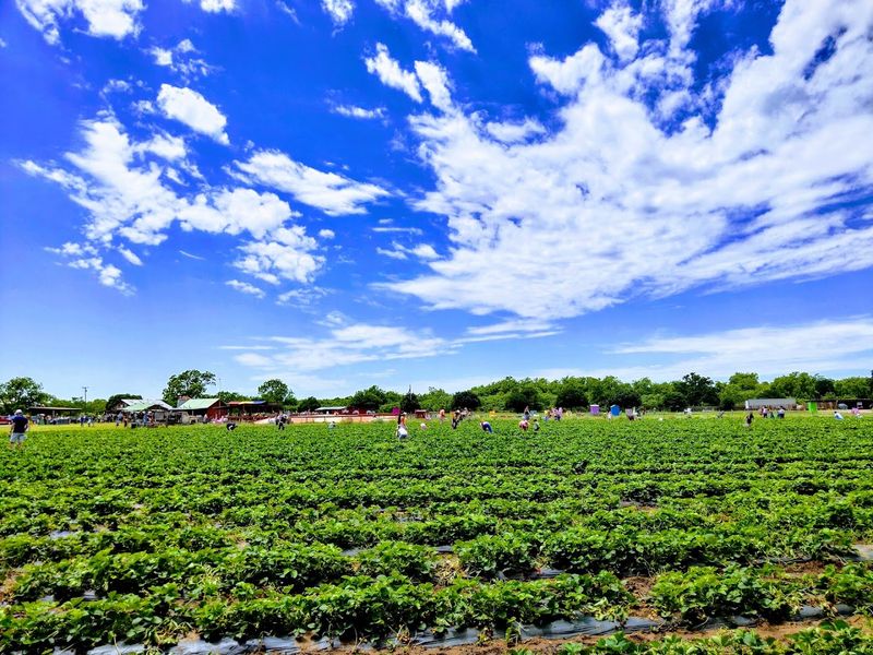 This Family Texas Farm Lets You Pick Fresh Peaches And Sunflowers Side By Side - Decor Hint Strawberry Picking That Steals The Show